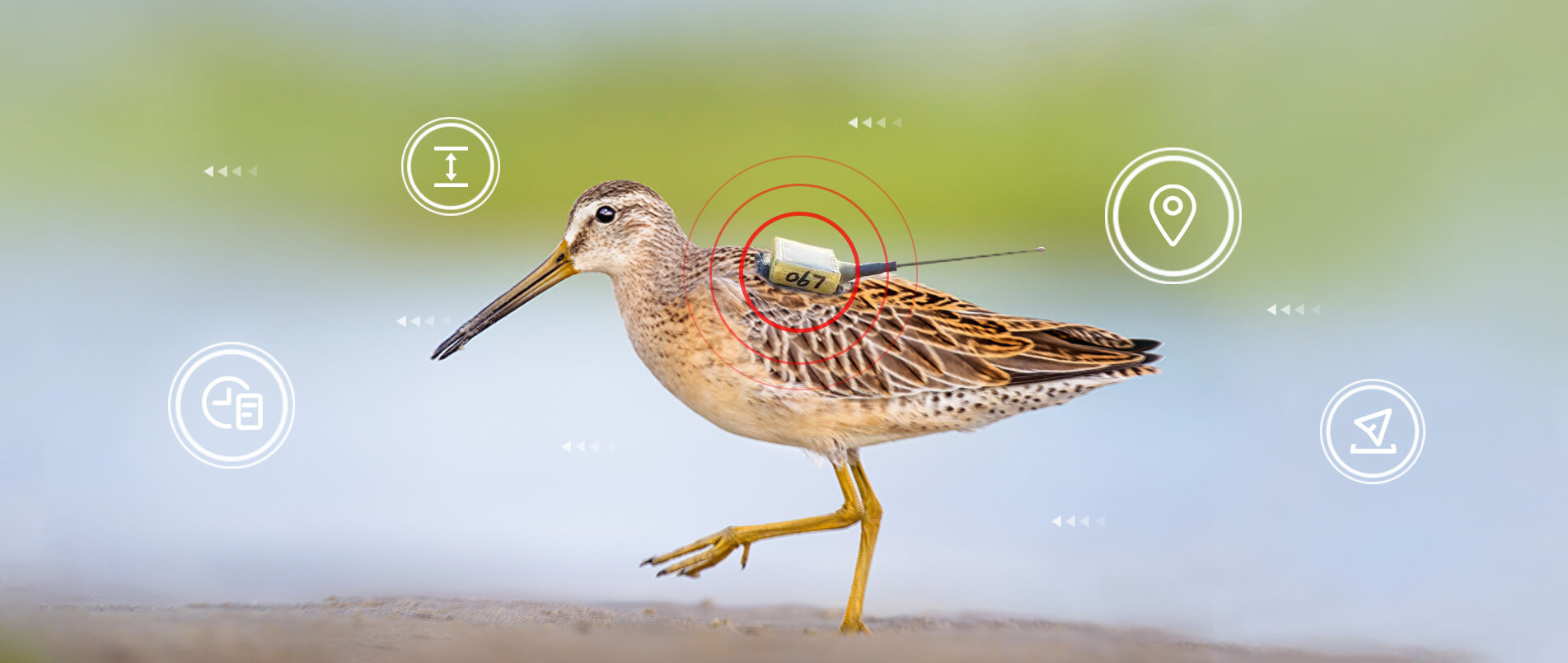 必一运动物联网整体解决方案，助力小型鸟类实现全球追踪